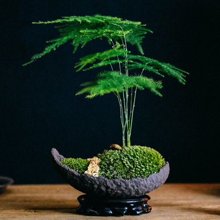 日式文竹紫砂盆景